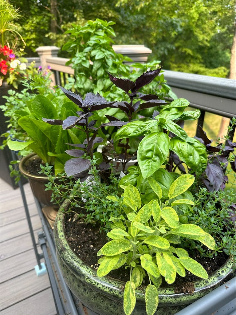 A chef's herb garden complete with a personal oasis of taste in 3 hours or less!