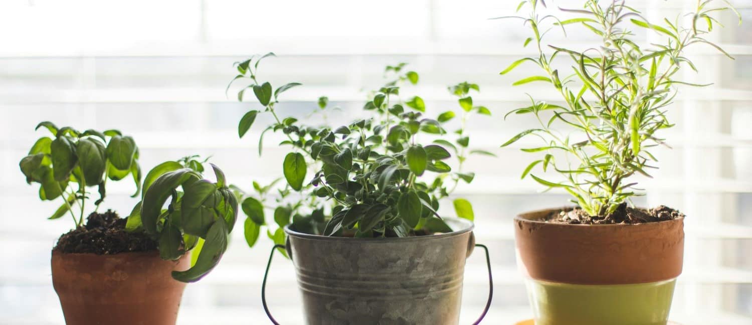 Basil, oregano, and rosemary growing indoors in pots on a sunny windowsill